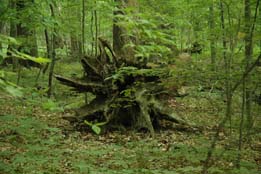 stump